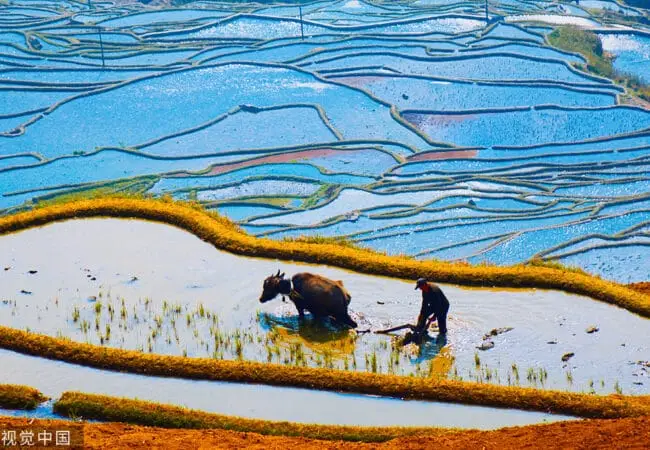 Vue des rizières en terrasse de Yuanyang sous une angle aérienne à Yuanyang 06