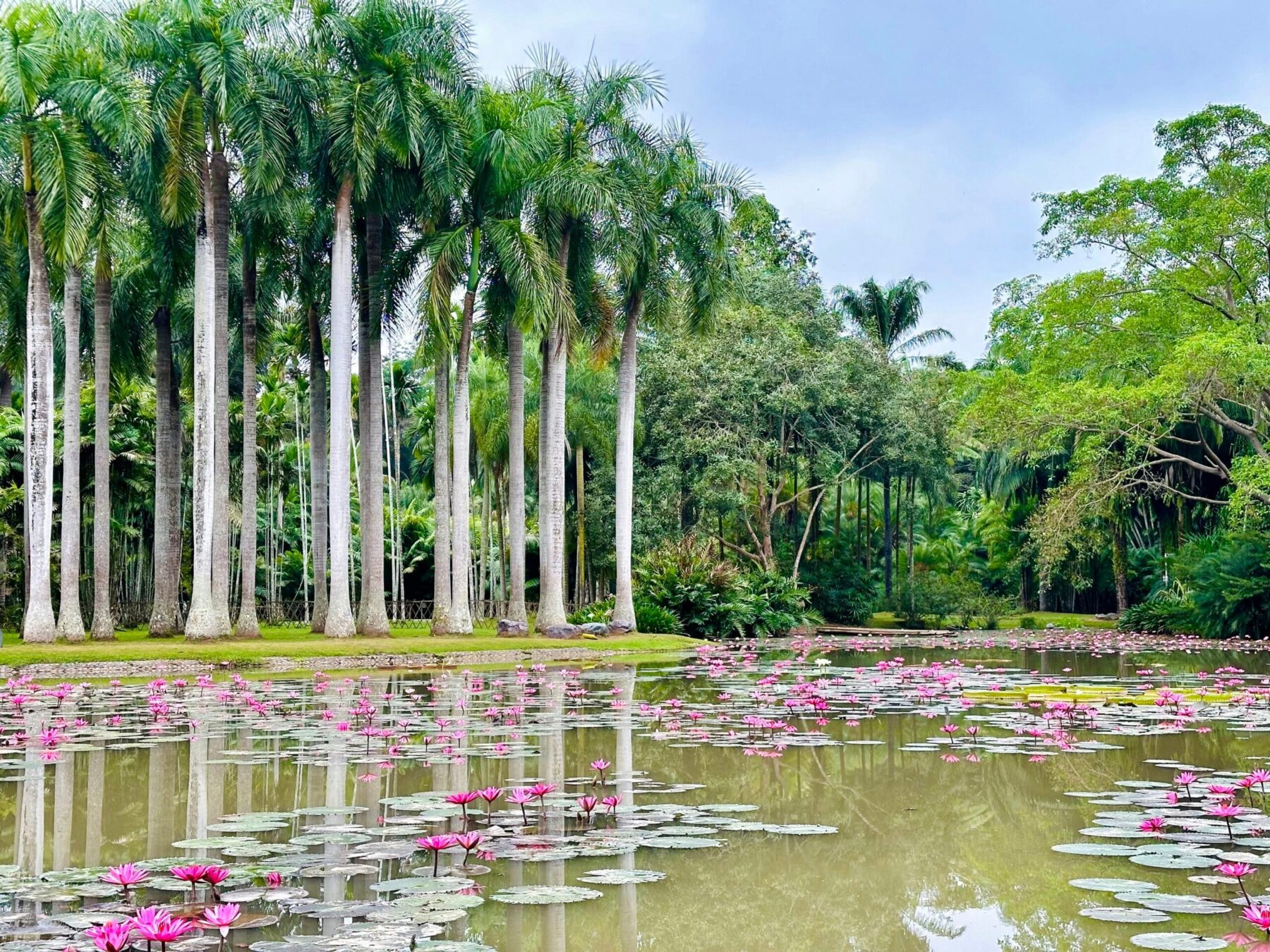 Paysage du Jardin botanique tropical de Menglun, à Xishuangbanna 01
