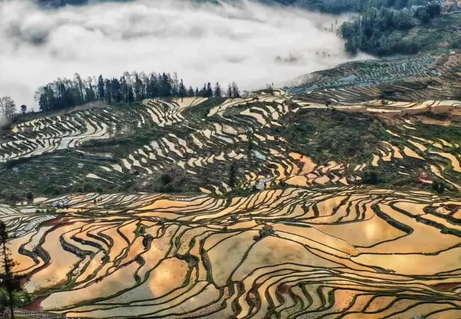 Rizières en terrasse de Yuanyang 14 - voyage yunnan