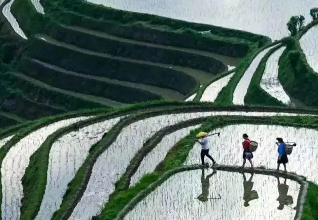 Paysage des rizières de Yuanyang 16 - Yunnan voyage