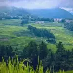 Rizieres de terrasse Yuanyang en été - voyage yunnan