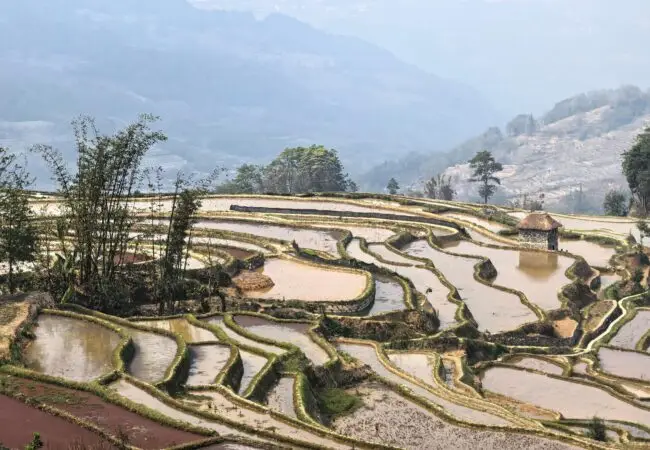 Une charmante cabane traditionnelle et des bambous au cœur des rizières en terrasses de Yuanyang. Une immersion authentique dans la vie locale au Yunnan.