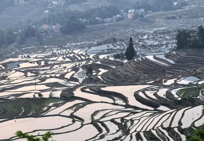 Vue panoramique sur les rizières en terrasses de Yuanyang, soulignant les courbes graphiques des bassins en eau et les villages nichés dans la brume.