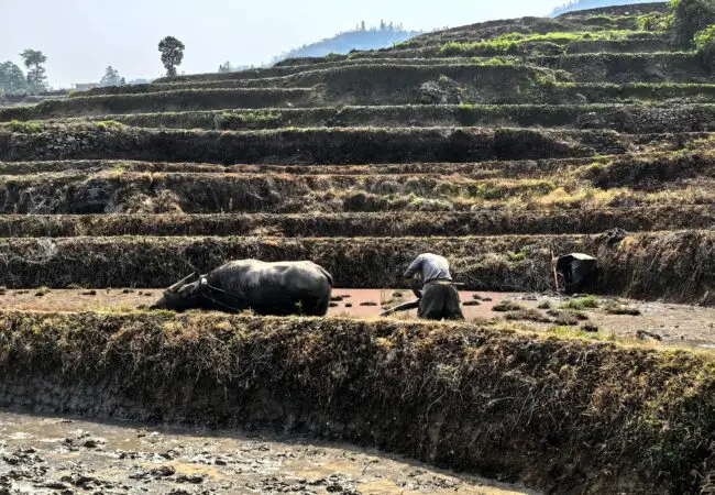 Des paysans travaillant dans les superbes rizières en terrasses de Yuanyang, avec des montagnes majestueuses en arrière-plan. Scène authentique d'un voyage sur mesure au Yunnan.