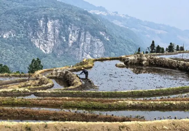 Un paysan travaillant dans les superbes rizières en terrasses de Yuanyang, avec des montagnes majestueuses en arrière-plan. Scène authentique d'un voyage sur mesure au Yunnan.